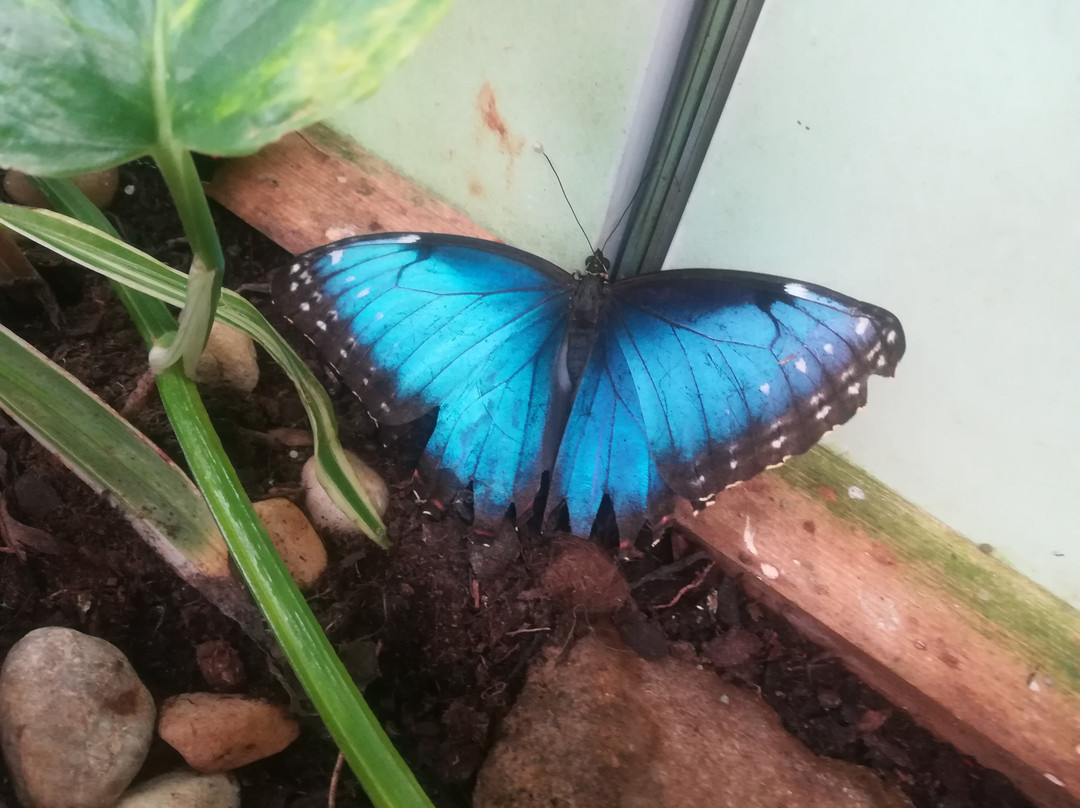 Butterfly House Karlovy Vary景点图片