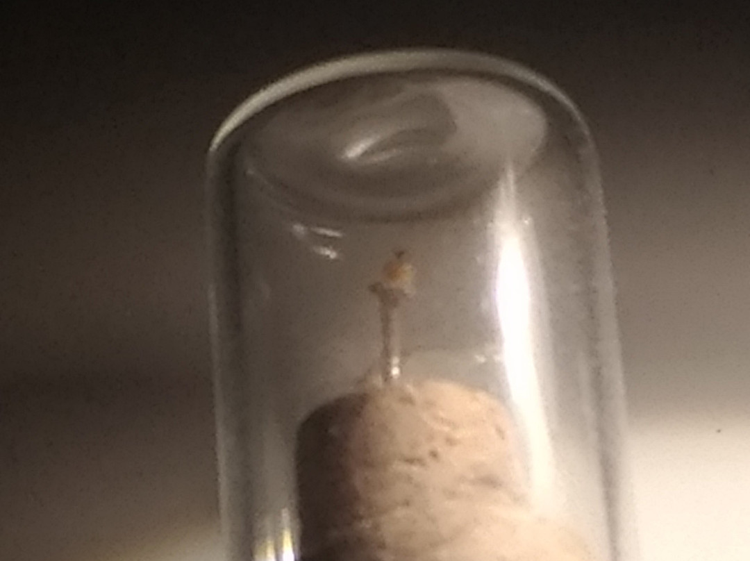 Micro Miniature Museum