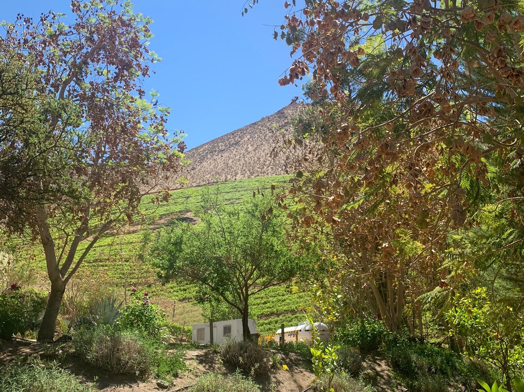 El Galpon Pisco Elqui主图