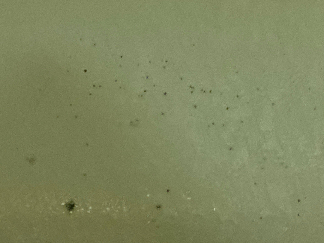 Super 8 by Wyndham Manhattan KS主图