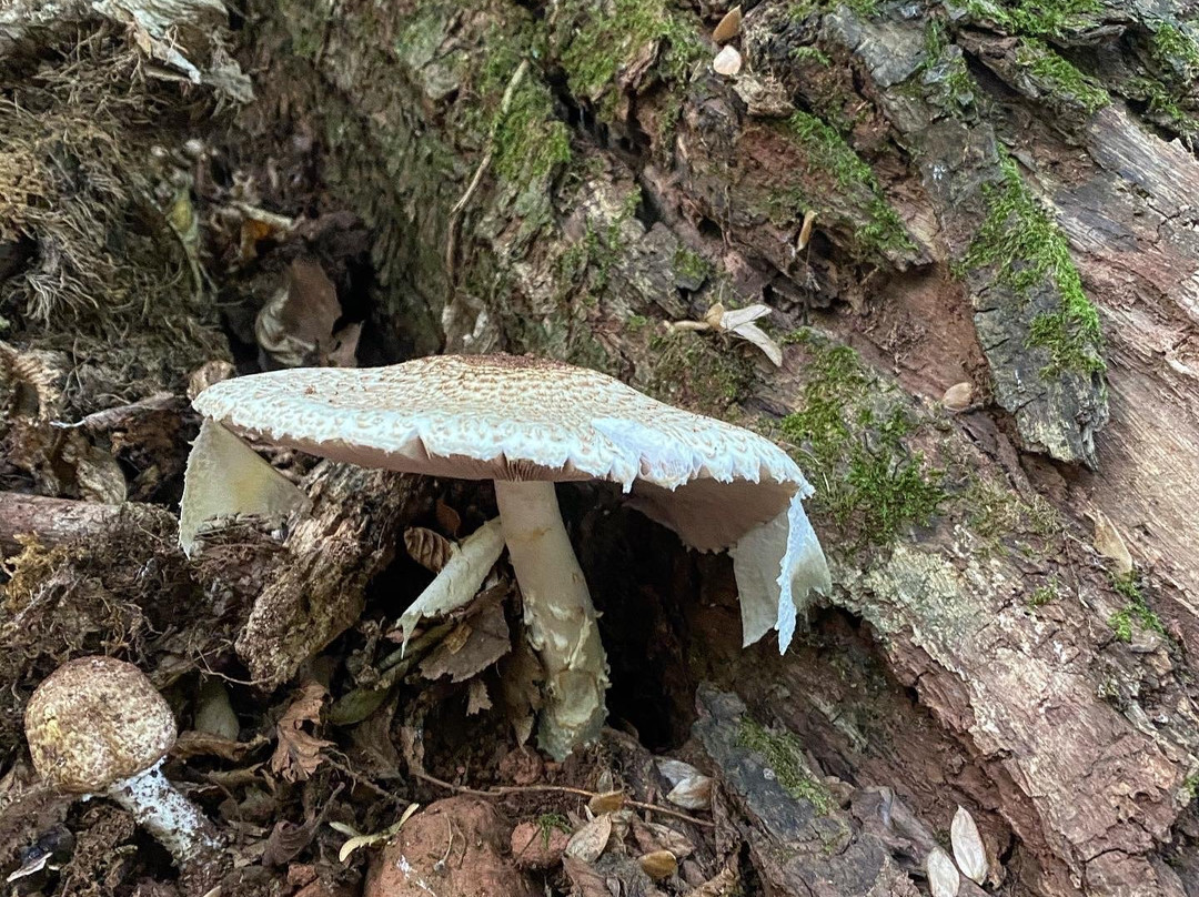 Bosco Del Sasseto景点图片