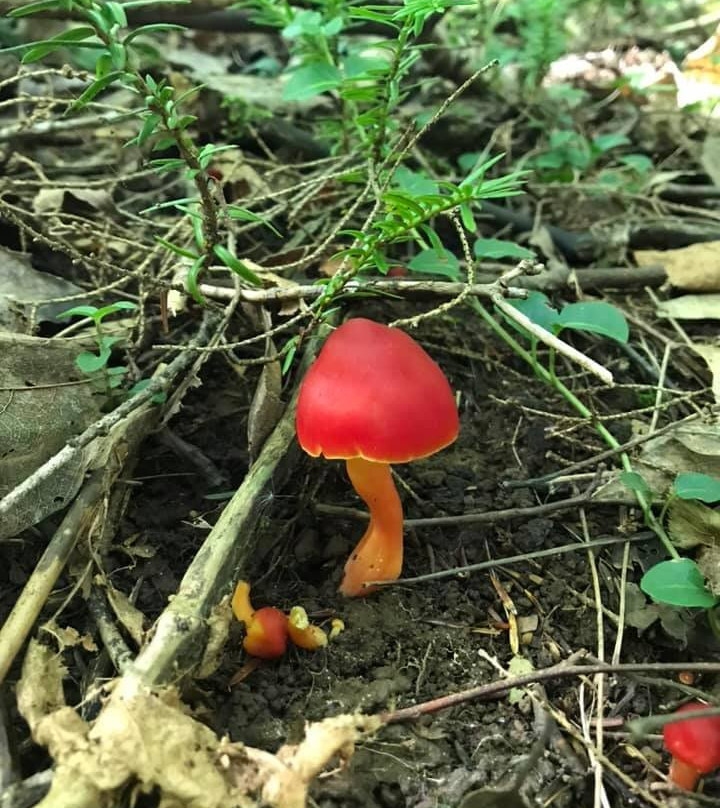 Interstate Falls-Ironwood必去景点