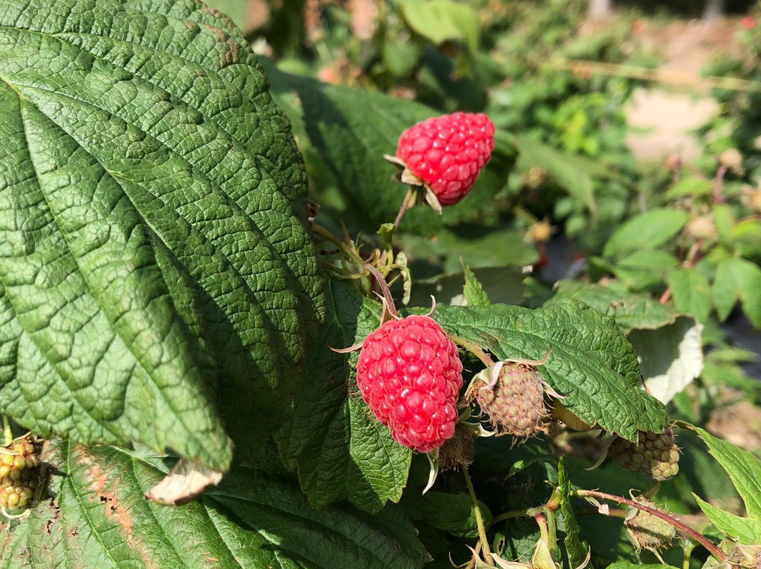 Ferme St-Elie-舍布鲁克必去景点