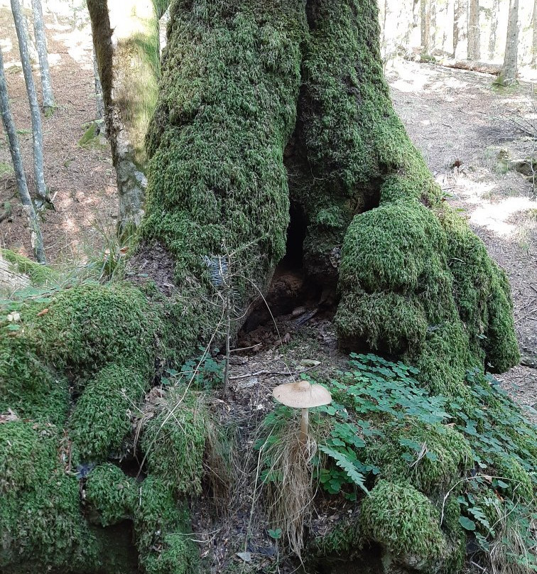 Parco Nazionale delle Foreste Casentinesi, Monte Falterona e Campigna景点图片