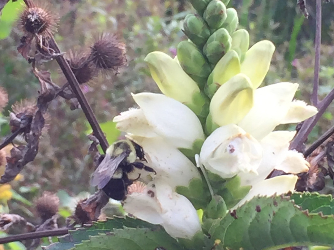 Cooper Marsh Conservation Area-Lancaster必去景点