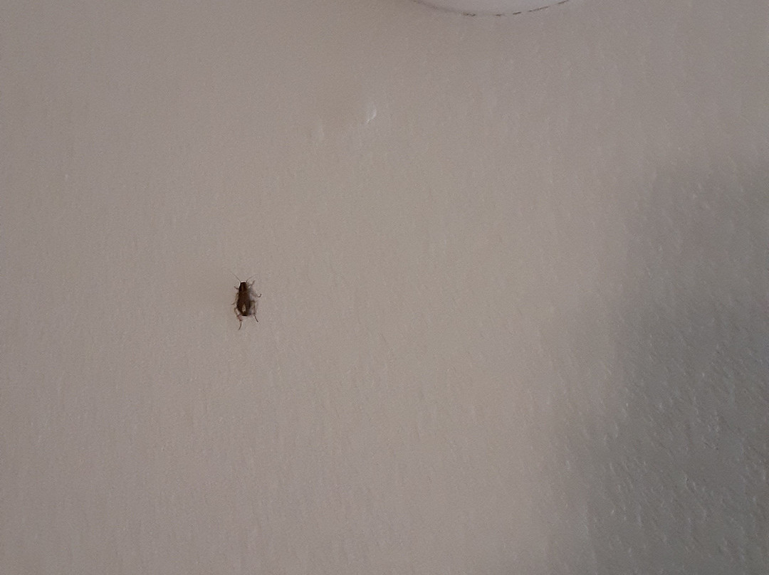 Rodeway Inn & Suites Williamsburg Central主图