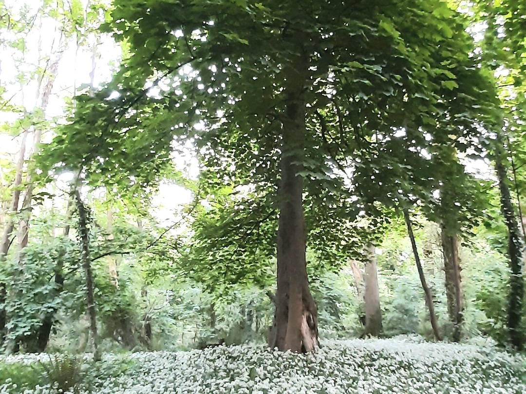 John F Leslie Woodland Walk