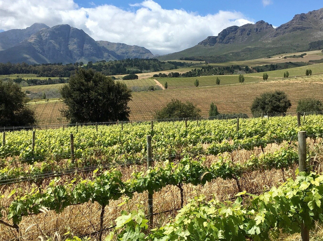 Abington Tours-开普敦中心区必去景点