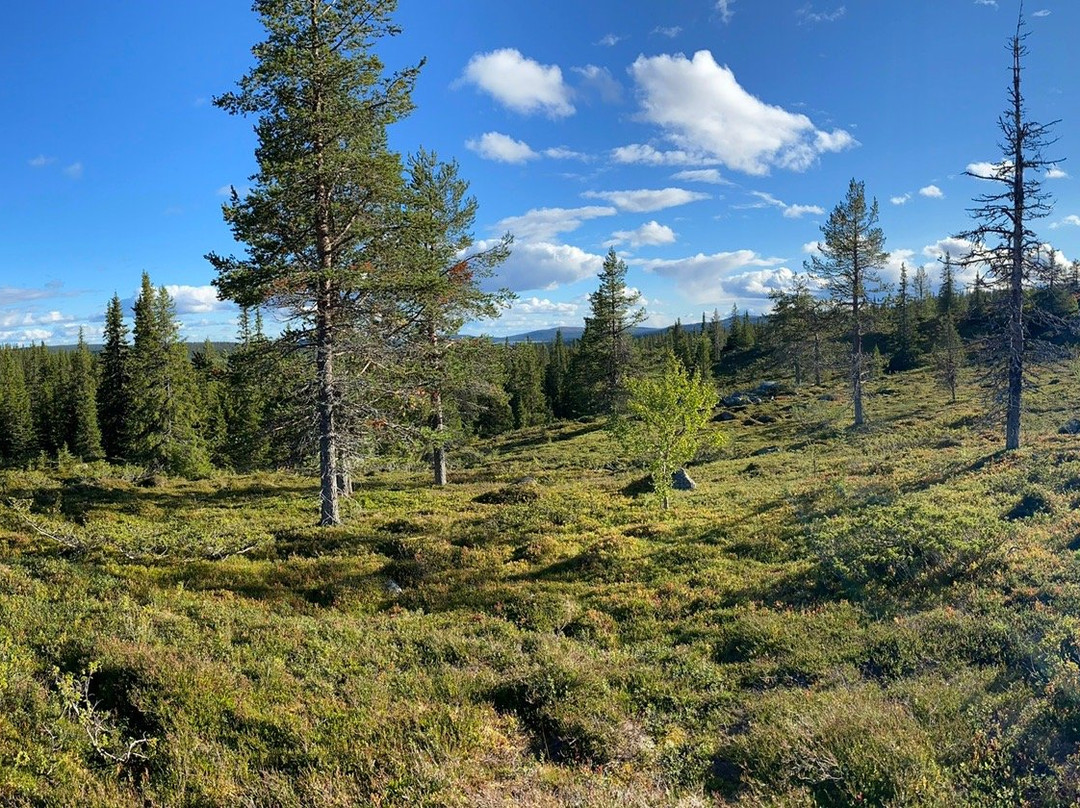 Vittjåkk Fjället-Arvidsjaur必去景点