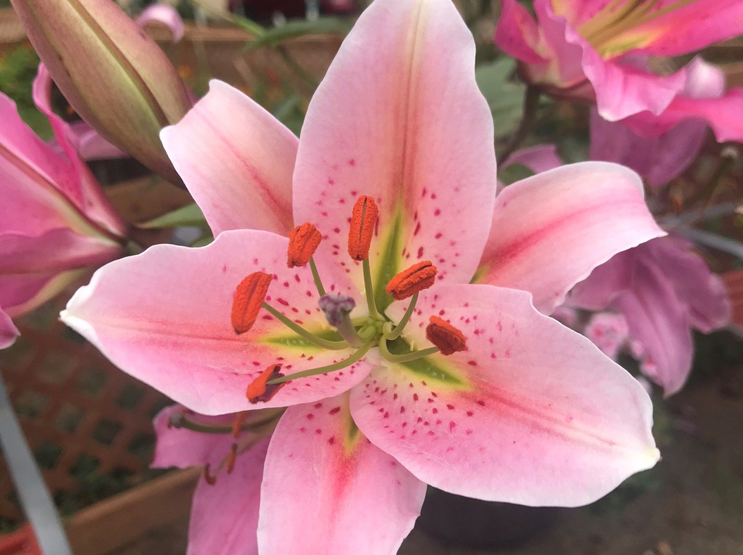 C & M Stables-弗洛伦斯必去景点