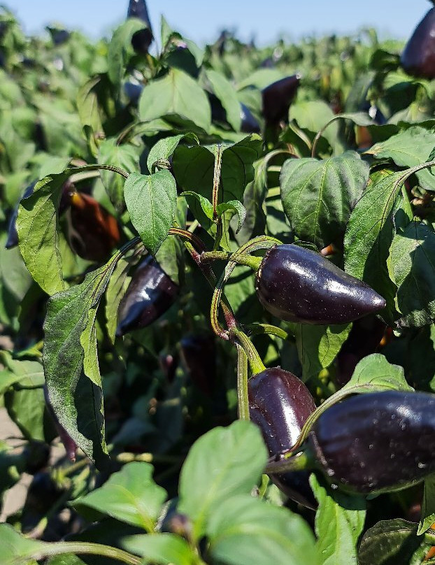 Russian Watermelon Museum (Rossiyskiy Arbuz)-Kamyzyak必去景点