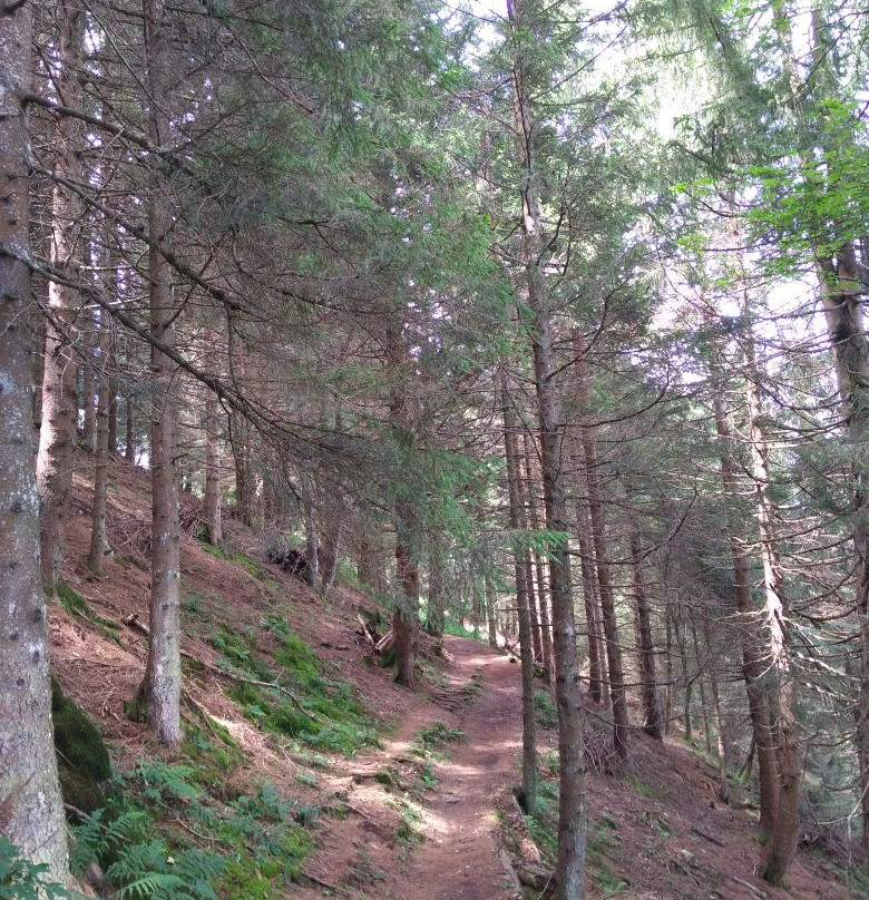 Partenza per il Sentiero del Bosco Incantato景点图片