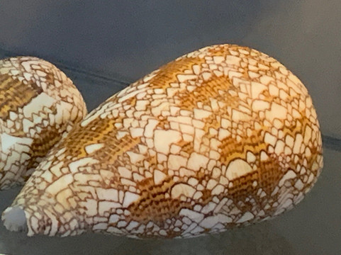 Musée de la Nacre - Gallet Nacres-Ile d'Aix必去景点