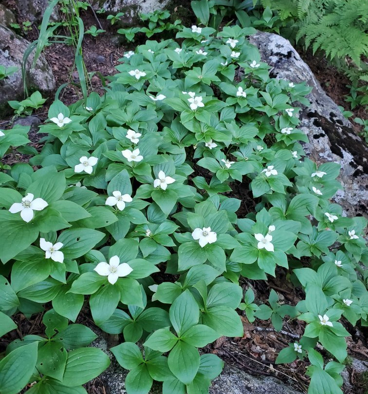 Blue Hills Reservation-Milton必去景点