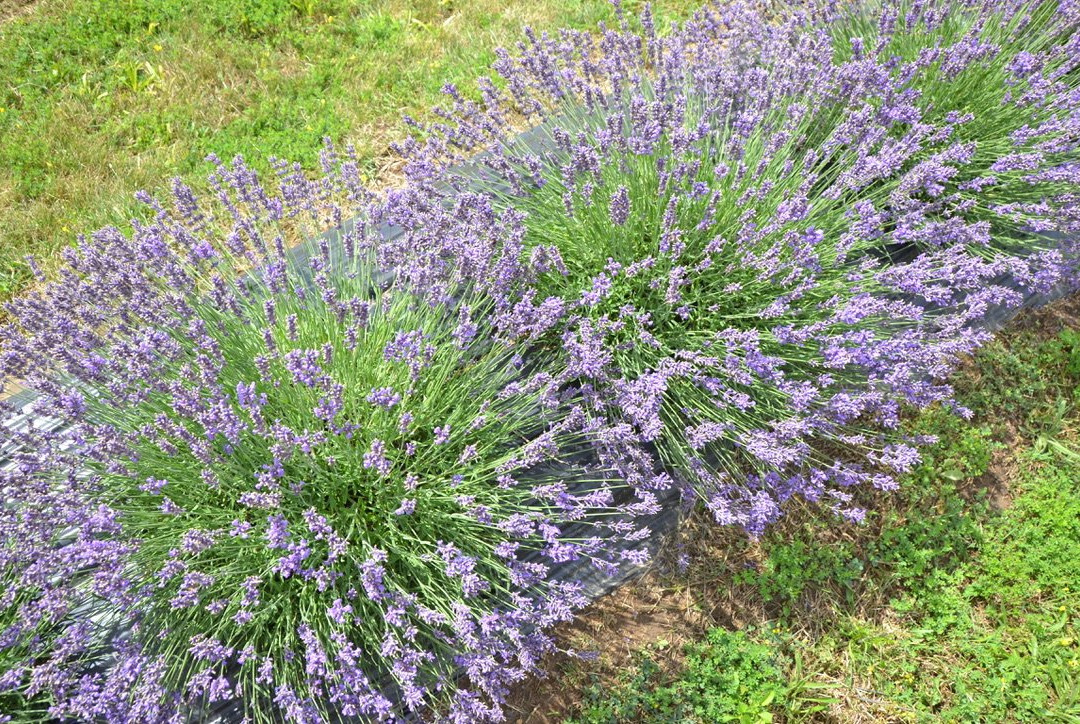 Purple Hill Lavender景点图片