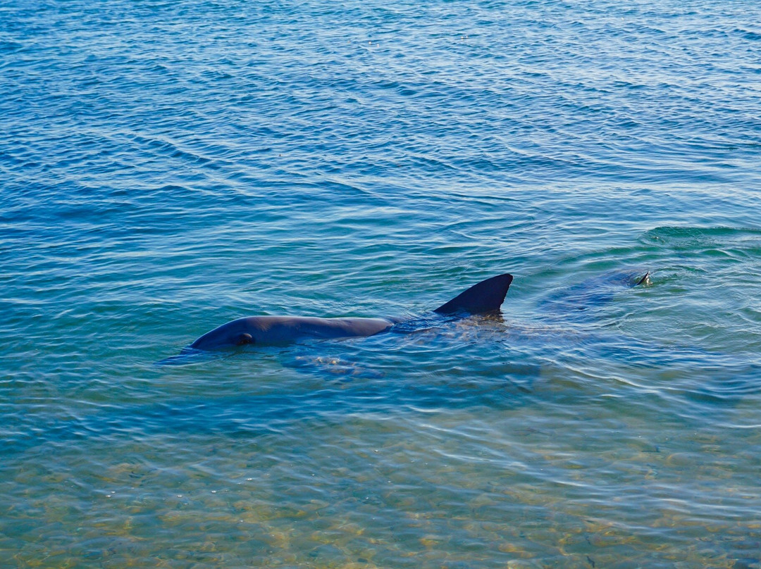 RAC Monkey Mia Dolphin Resort景点图片