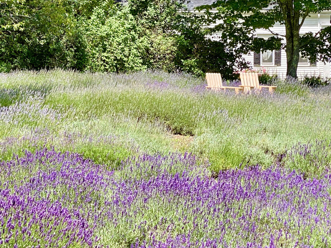 Glendarragh Lavender Farm景点图片