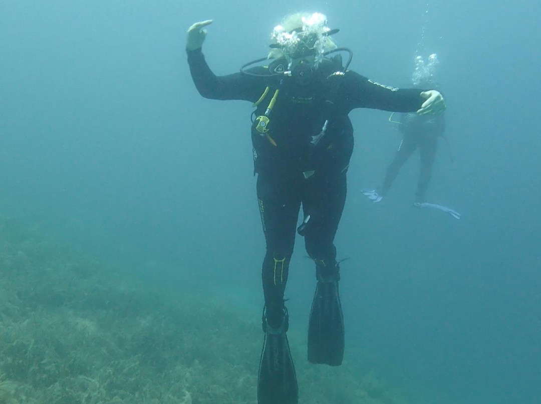 Gorgonia Diving景点图片