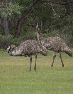 Mikkira Station Koala Sanctuary-Port Lincoln必去景点
