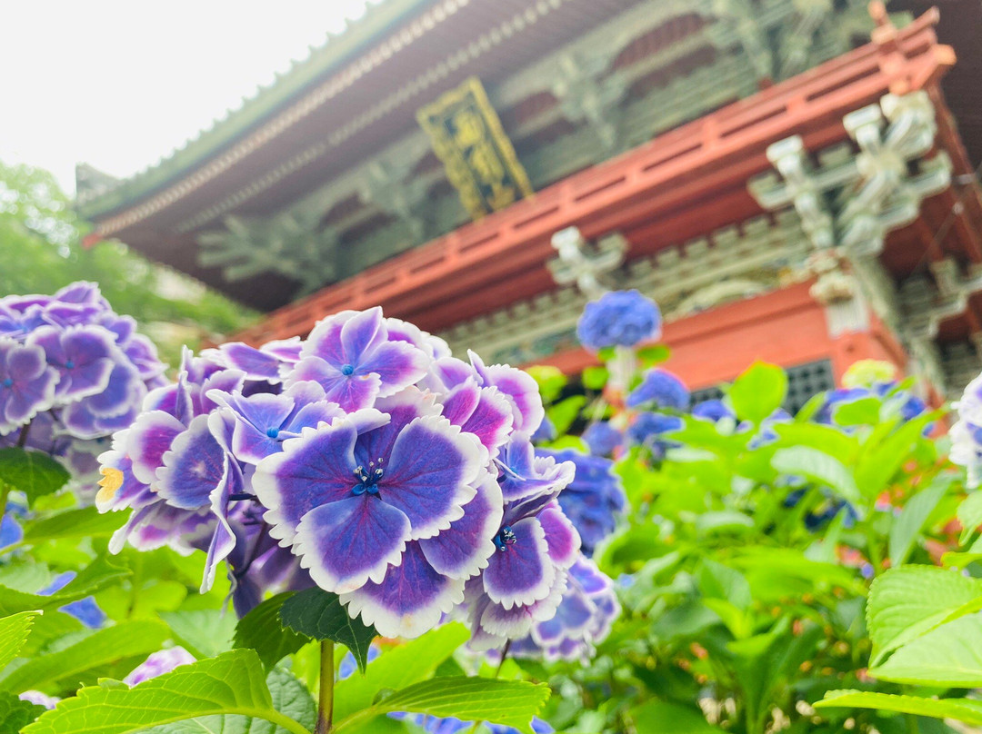 Amabiki Kannon-樱川市必去景点
