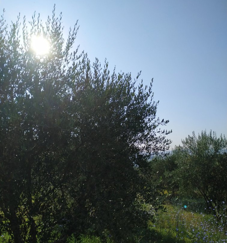 Dumrea Rubin Seferan主图