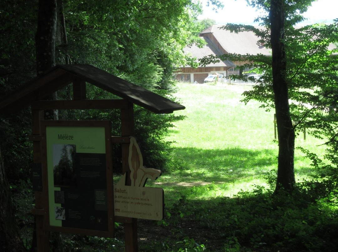 Le Sentier Forestier Olympique-德莱蒙必去景点