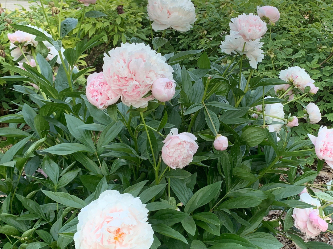 Gage Park-汉密尔顿必去景点