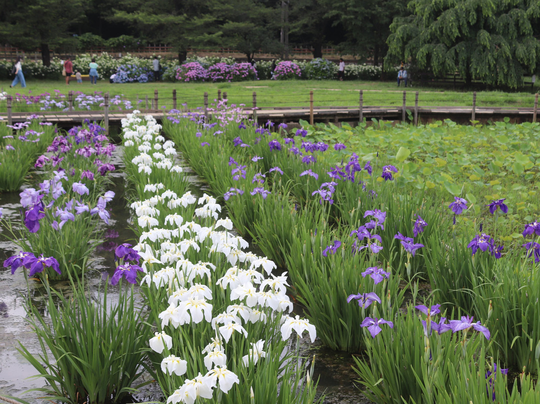 Kitayama Park-东村山市必去景点