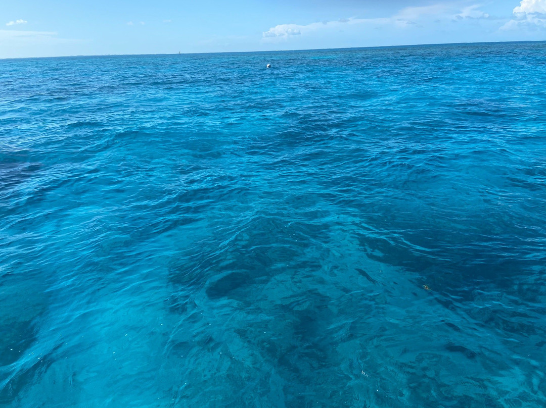 Dive Key West景点图片