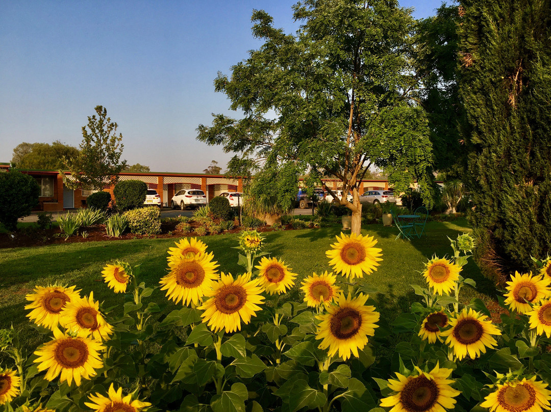 Quirindi Sunflower Motor Inn主图