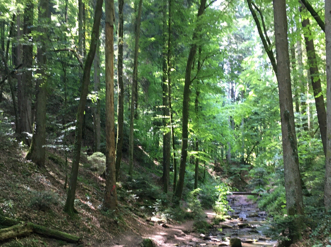 Naturpark Schwaebisch-Fränkischer Wald景点图片