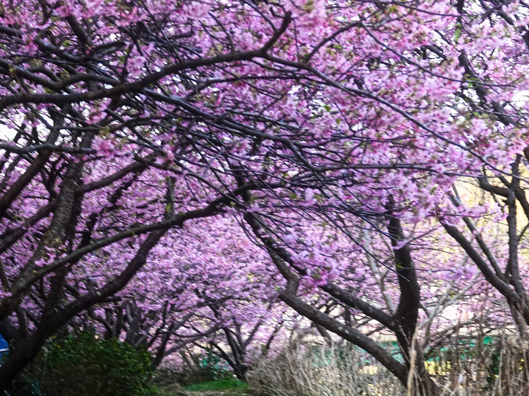 Minamino Cherry Blossom and Nanohana Festival-南伊豆町必去景点