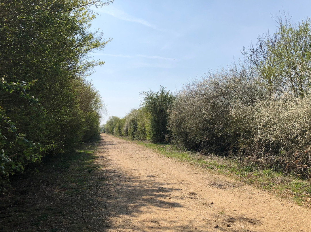 The Hanson-RSPB Wetland Project Ouse Fen Nature Reserve景点图片