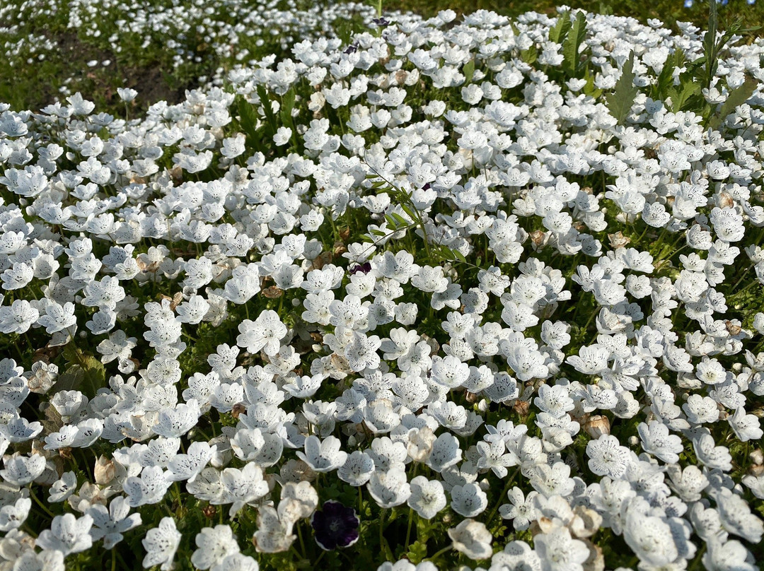 138 Tower Park-一宫市必去景点