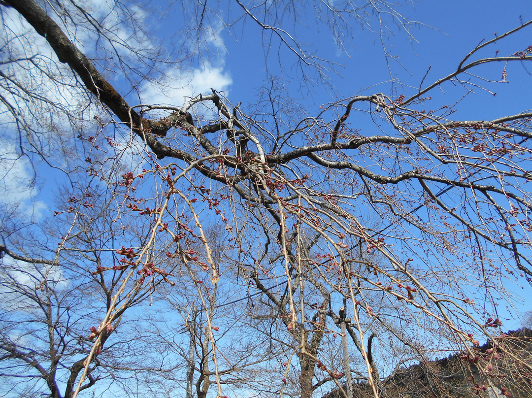 Mukogaoka Park景点图片