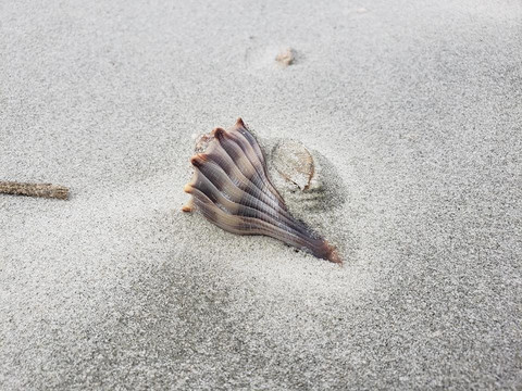 Glass Bottom Kayak Tours-美特尔海滩必去景点