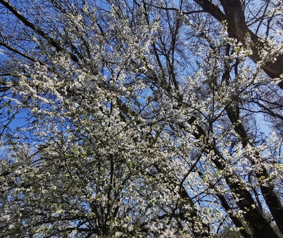 托雷洛多内斯旅游攻略图片