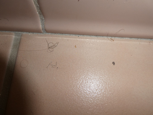 Quality Inn and Suites Mount Dora