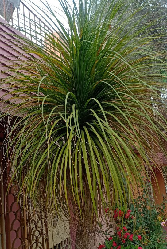 Pubali Homestay主图