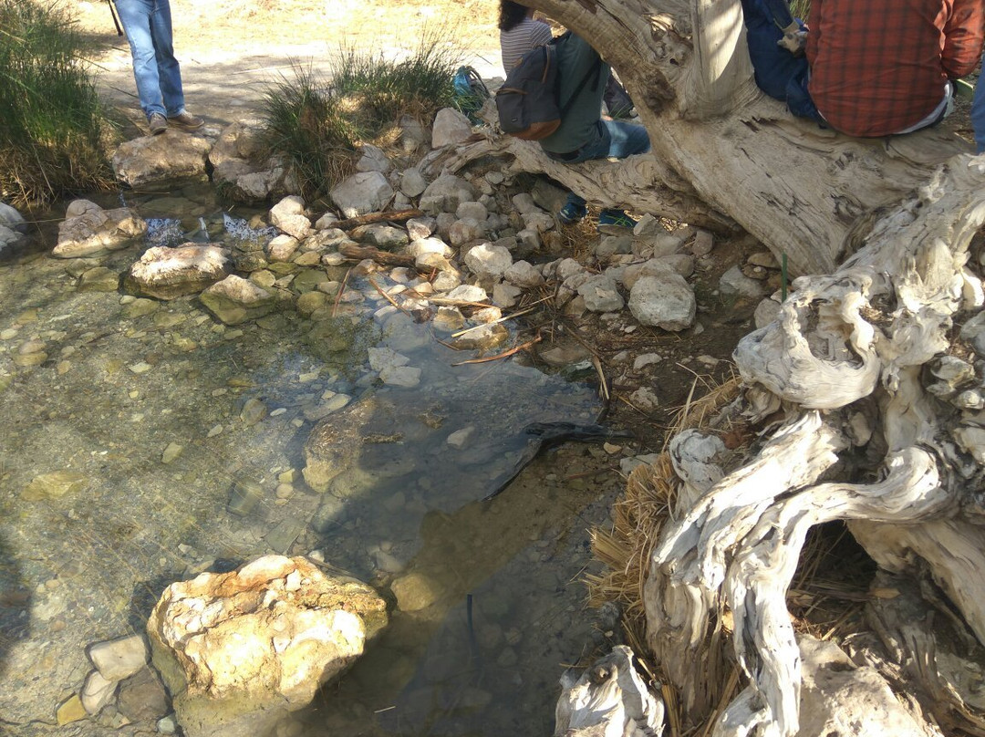 En Gedi Nature Reserve-死海地区必去景点