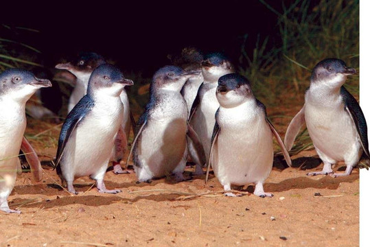 WeDesi Tours and Travels-墨尔本必去景点