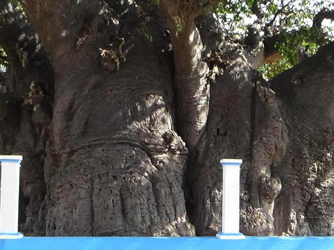 Baobab Tree景点图片