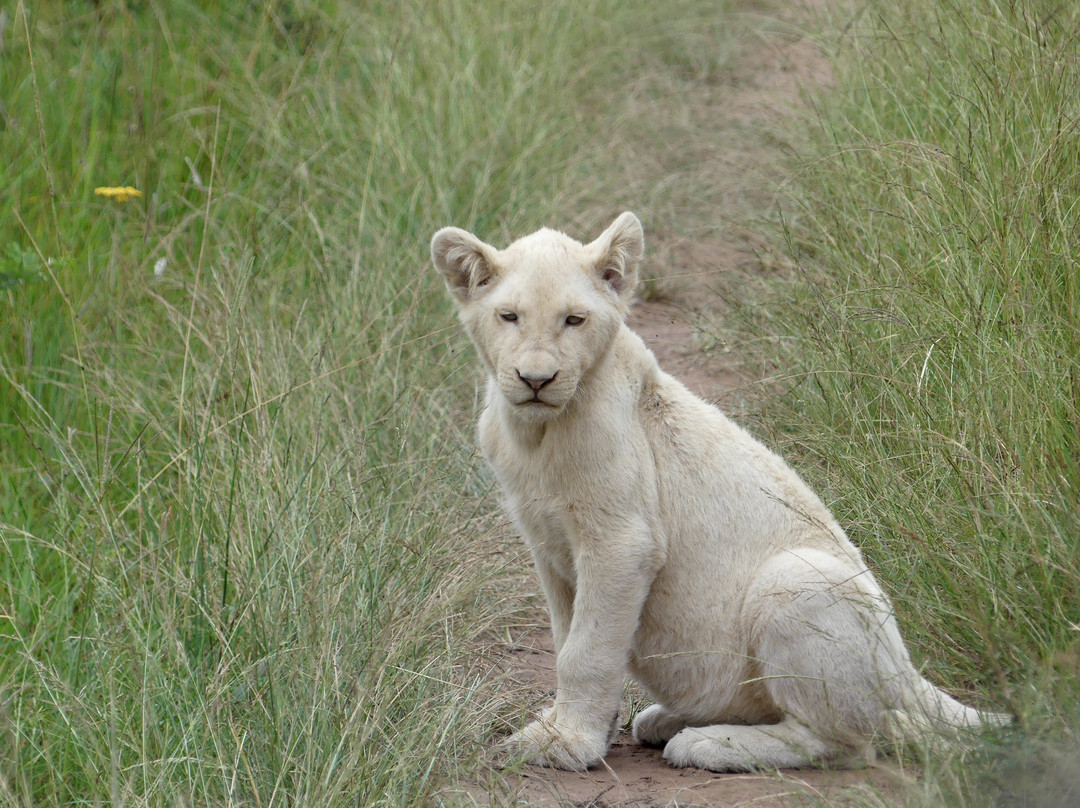 Inkwenkwezi Private Game Reserve-Carleen必去景点