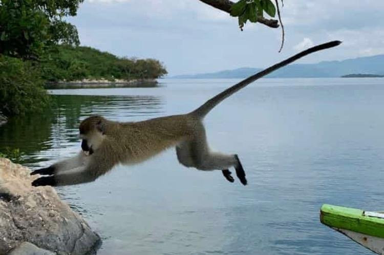 Kivu boat tours景点图片