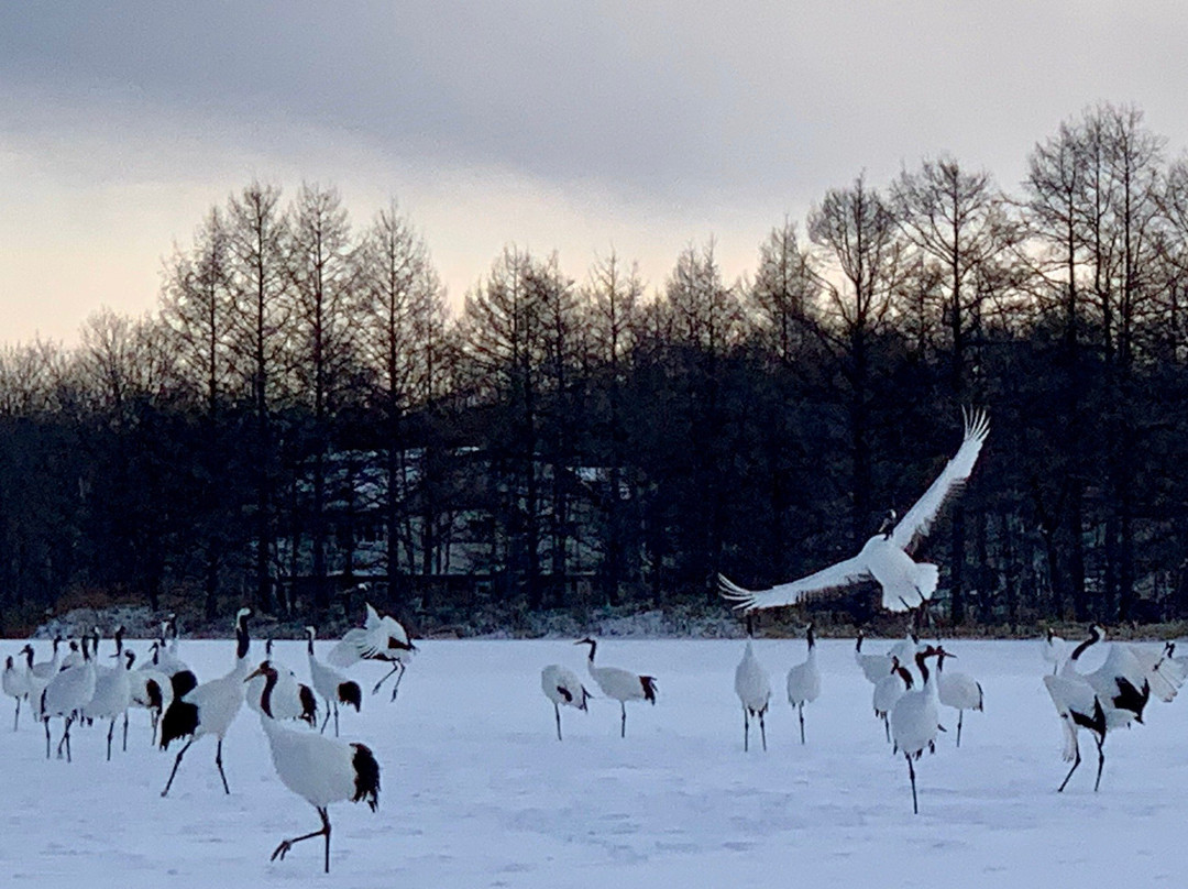 Tsurui Ito Red-crowned Crane Sanctuary-鹤居村必去景点