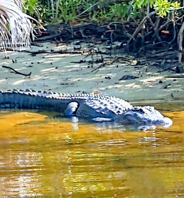 Wild Florida Ecotours-那不勒斯必去景点