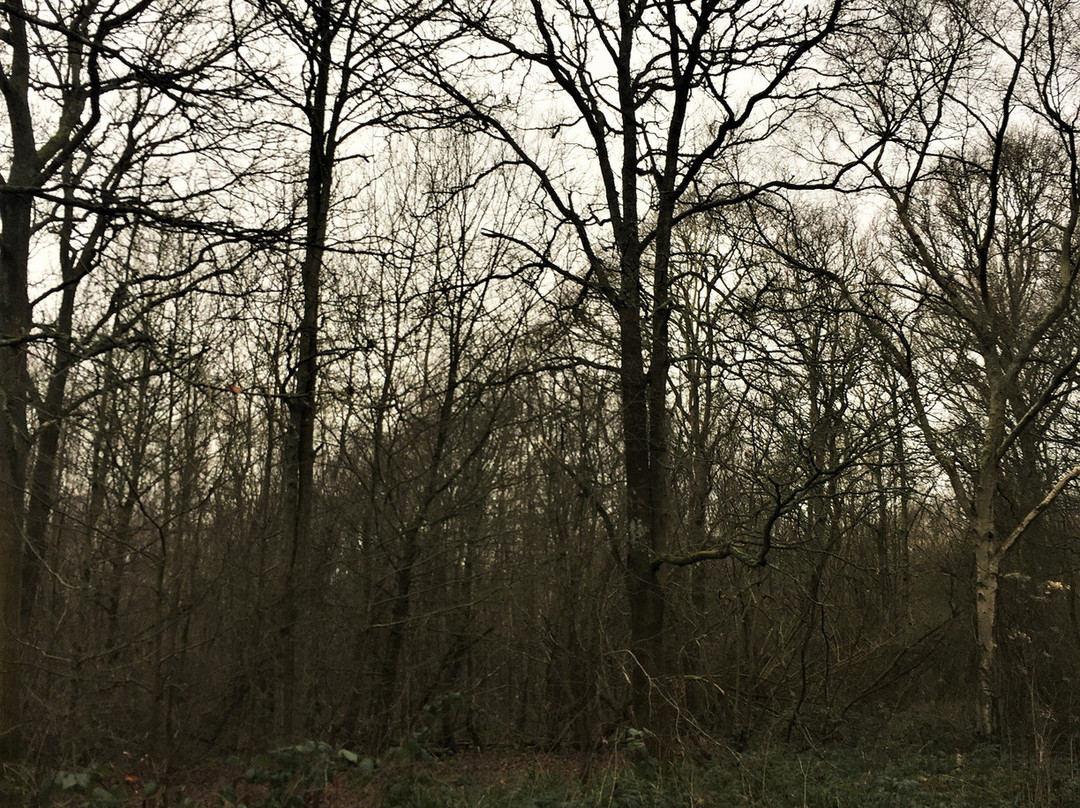 Orlestone Forest Nature Reserve-Warehorne必去景点