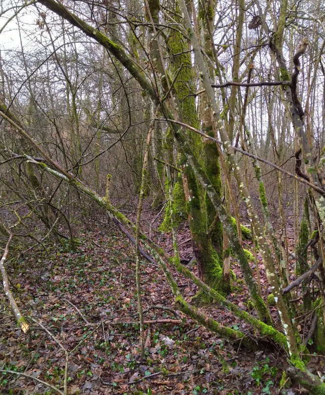 Mare de Craquenot - Espace Naturel Sensible