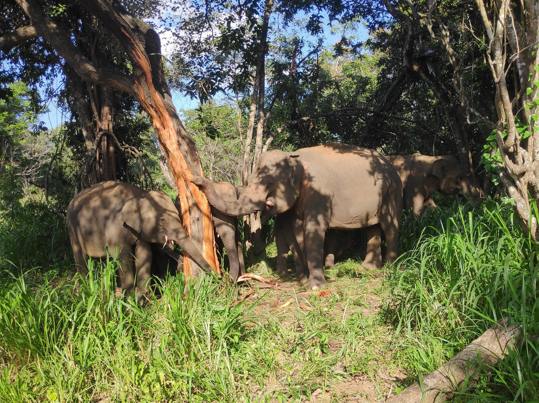 Habarana Safari | Sri Lanka-哈巴拉娜必去景点
