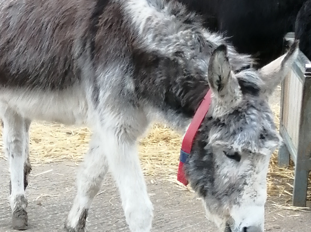 The Donkey Sanctuary, Leeds景点图片